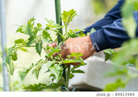 トマトの苗を植える農家の男性 野菜を育てる トマトの苗を植える農家の男性 野菜を育てる 89923989