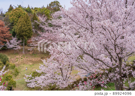 瀬戸内しまなみ海道　伯方島・開山公園　さくら祭り 89924096