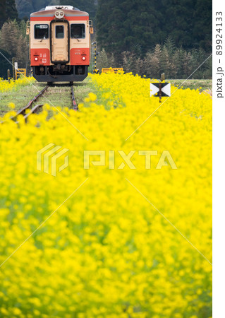 春風景 いすみ鉄道の電車と菜の花の絶景の写真素材 [89924133] - PIXTA