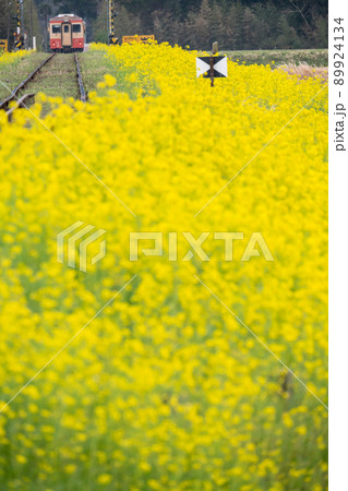 春風景　いすみ鉄道の電車と菜の花の絶景 89924134