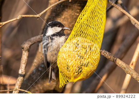 Coal tit bird at the feeder with a tallow ball on a tree branch, in the forest 89924222