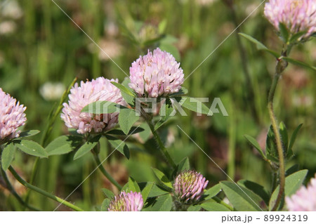 ムラサキツメクサ 89924319