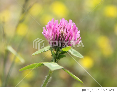 ムラサキツメクサ 89924324