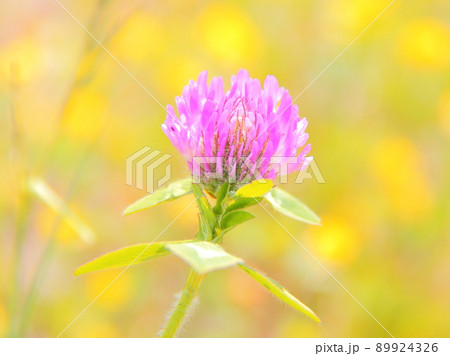 ムラサキツメクサ 89924326