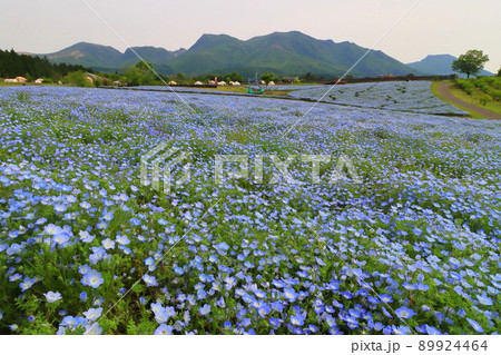 くじゅう連山とネモフィラ畑 89924464