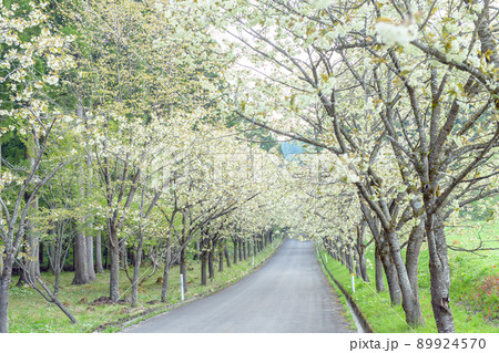 爽やかな黄桜の並木道 朝 秋田県 爽やかな黄桜の並木道 朝 秋田県 89924570