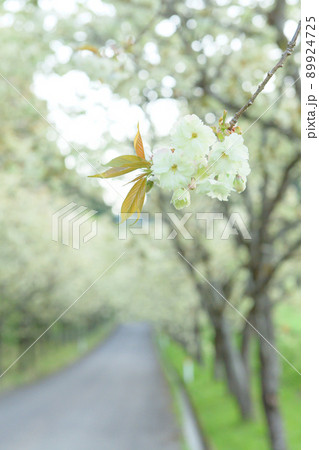 爽やかな黄桜の並木道 朝 秋田県 爽やかな黄桜の並木道 朝 秋田県 89924725
