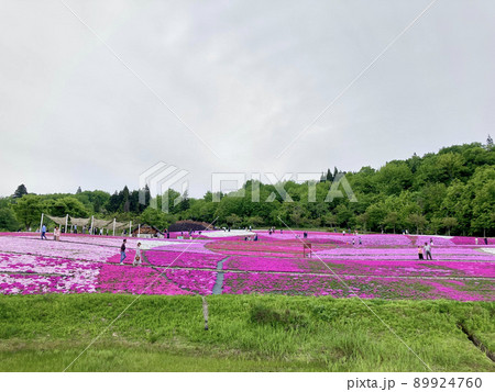 新潟県魚沼市花と緑と雪の里公園の芝桜 新潟県魚沼市花と緑と雪の里公園の芝桜 89924760