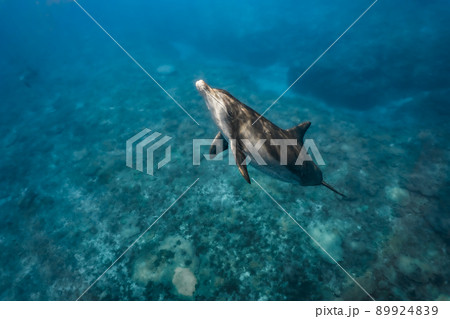 野生のイルカ 水中写真 89924839
