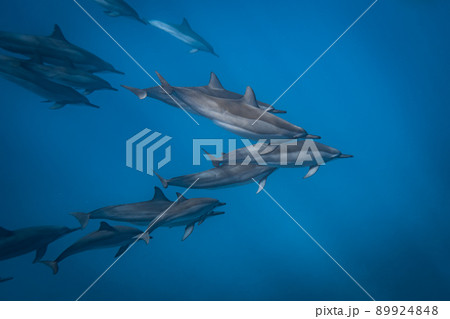 野生のイルカの群れ 水中写真 89924848