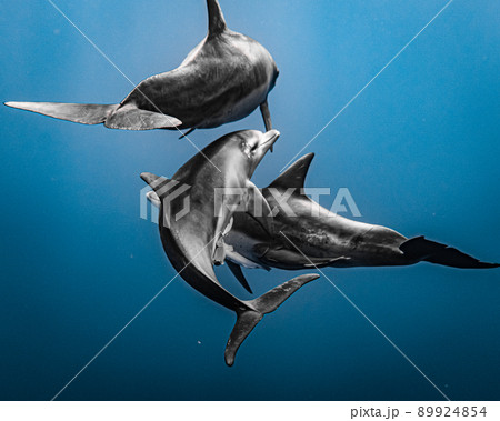 野生のイルカの群れ 水中写真 89924854
