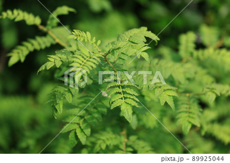 山椒の若葉 89925044