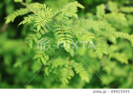 山椒の若葉 89925045