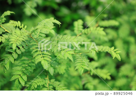 山椒の若葉 89925046