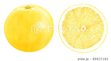 水彩イラスト グレープフルーツ 水彩イラスト グレープフルーツ 89925183