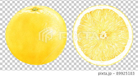 Watercolor illustration grapefruit 89925183