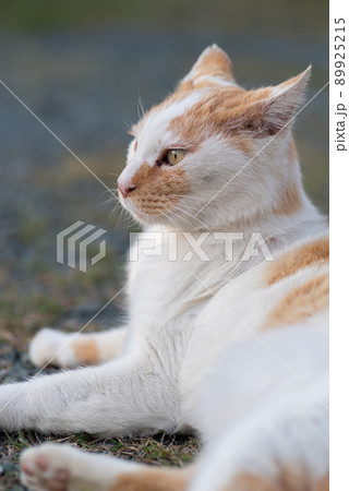 くつろぐ猫　茶白猫 89925215