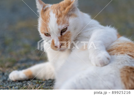 くつろぐ猫　茶白猫 89925216