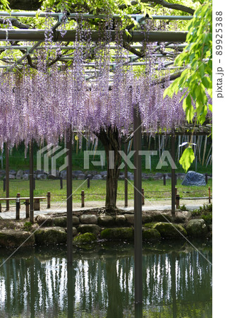 天王川公園の藤　愛知県 89925388
