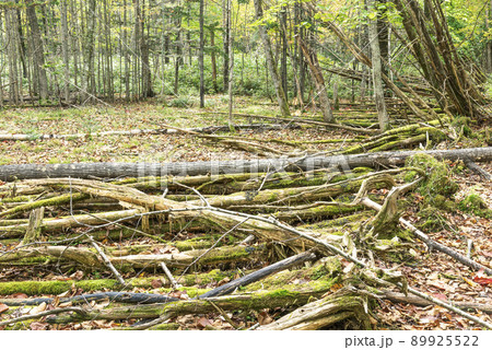 倒木 千歳市 倒木 千歳市 89925522