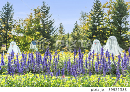 ブルーサルビア　滝野すずらん丘陵公園　札幌市 89925588