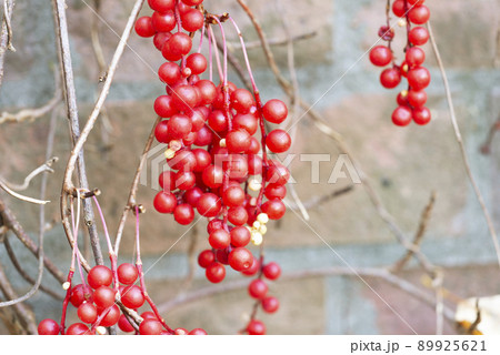 チョウセンゴミシ 滝野すずらん丘陵公園 札幌市 チョウセンゴミシ 滝野すずらん丘陵公園 札幌市 89925621
