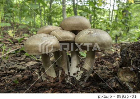 ハタケシメジ 札幌市 ハタケシメジ 札幌市 89925701