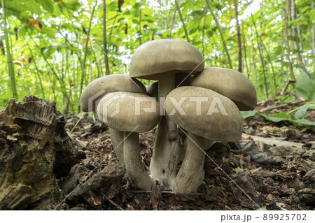 ハタケシメジ 札幌市 ハタケシメジ 札幌市 89925702