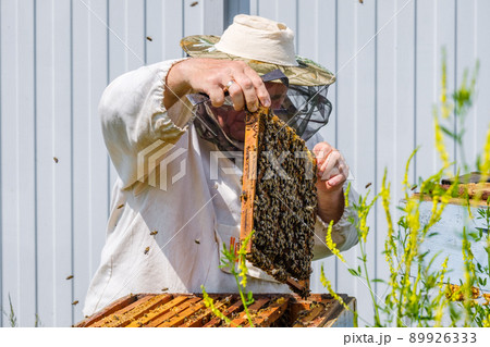 A beekeeper in protective clothing holds a frame with honeycombs. A beekeeper in protective clothing holds a frame with honeycombs. 89926333