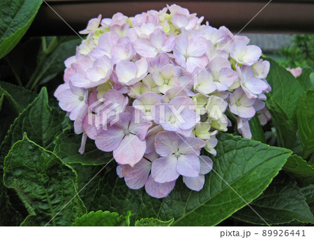 色付き始めた薄紫色の紫陽花 色付き始めた薄紫色の紫陽花 89926441