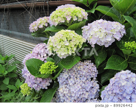 色付き始めた薄紫色の紫陽花 色付き始めた薄紫色の紫陽花 89926442