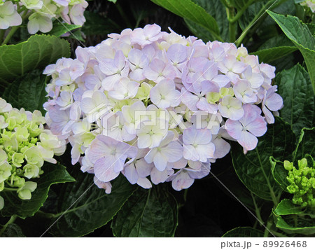 色付き始めた薄紫色の紫陽花 色付き始めた薄紫色の紫陽花 89926468
