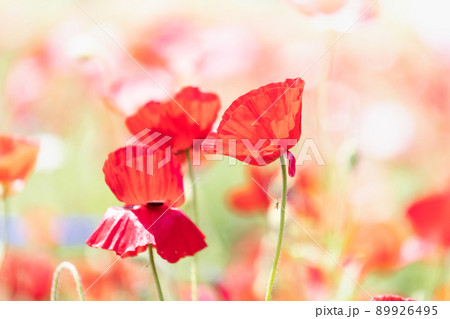 ピンクの花に囲まれた赤い花 89926495
