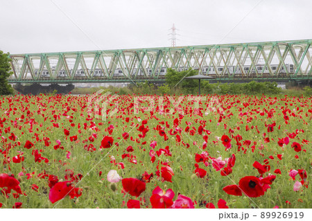 荒川の赤いポピー畑と総武線 荒川の赤いポピー畑と総武線 89926919