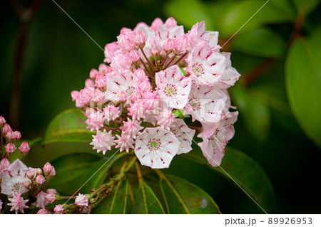 カルミヤ 別名:アメリカシャクナゲ 学名:Kalmia latifolia、春に撮影(日本) カルミヤ 別名:アメリカシャクナゲ 学名:Kalmia latifolia、春に撮影(日本) 89926953