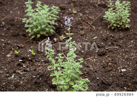 イヌハッカ（学名: Nepeta cataria 、英名: Catnip、漢字: 犬薄荷）、ハーブ、 89926984