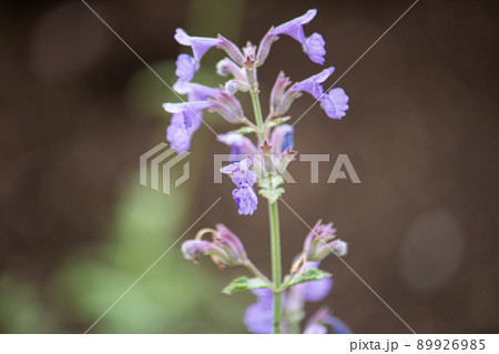 イヌハッカ（学名: Nepeta cataria 、英名: Catnip、漢字: 犬薄荷）、ハーブ、 89926985