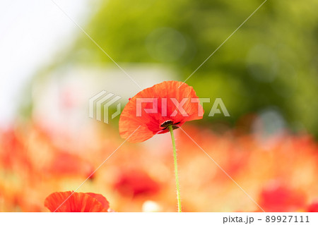 花壇の赤い花と緑と白とピンクの背景 89927111
