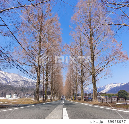 雪の残る春のメタセコイア並木（滋賀県高島市マキノ高原） 89928077