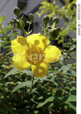 初夏から夏へキンシバイの黄金色の花 初夏から夏へキンシバイの黄金色の花 89928238