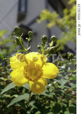 初夏から夏へ黄金色のキンシバイの花 89928239