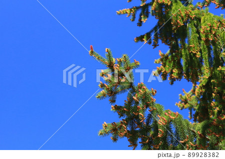 トドマツの花芽　実 89928382