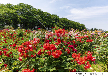 与野公園の薔薇まつり 与野公園の薔薇まつり 89928546