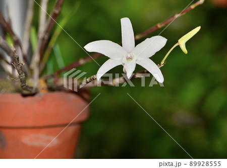 真っ白いセッコクの花と蕾 真っ白いセッコクの花と蕾 89928555