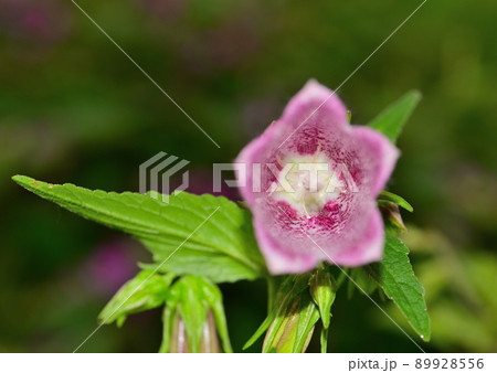 ホタルブクロの中を写す 89928556