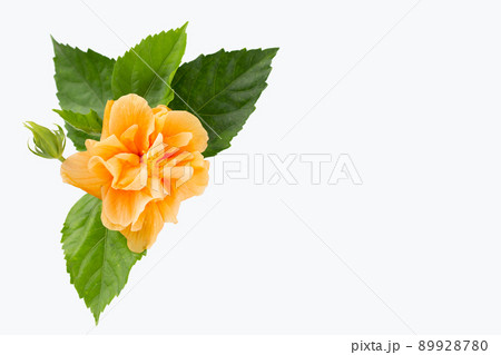 Orange hibiscus flower with green leaves 89928780