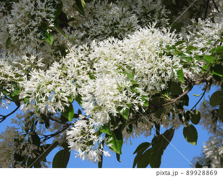 満開の「ナンジャモンジャ」の花 満開の「ナンジャモンジャ」の花 89928869