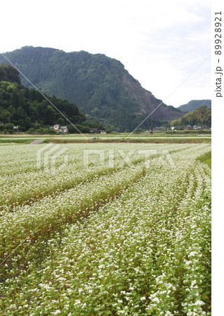 耶馬渓蕎麦 89928921