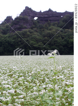 耶馬渓蕎麦 89928922