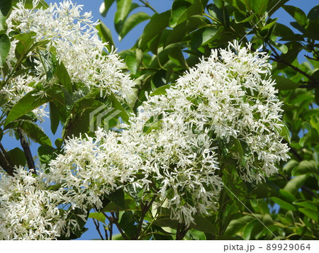 満開の「ナンジャモンジャ」の花 満開の「ナンジャモンジャ」の花 89929064